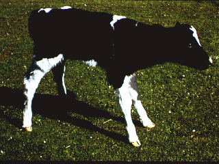 Kalf met gebrekkige kordinasie