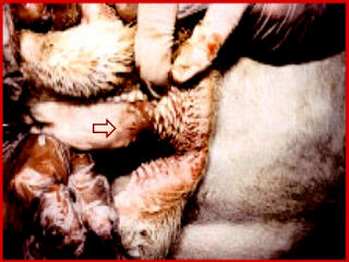 Ulkus in bek van bees