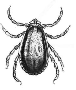 Die geel hondebosluis