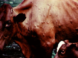 Knopvelletsels in volwasse koei