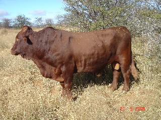 Bul met tipiese Knopvelletsels