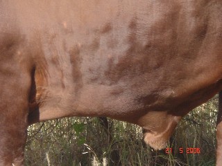 Knopvelletsels van naderby.  Let op die swelsel van die skede.