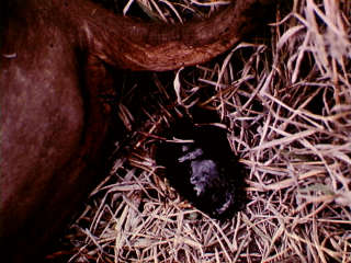 Gestolde bloed uit rektum van miltsiektegeval