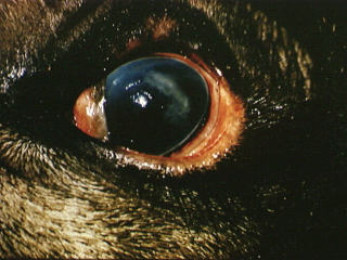 Oogletsels met Snotsiekte