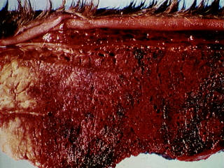 Sponssiekteletsels in die spiere van 'n ossie